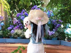 -Lamant Manor已闻花名關於藍