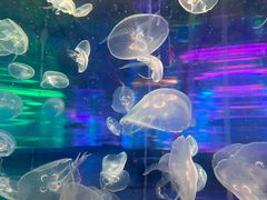 -梦幻海洋王国(吾悦广场张家港店)