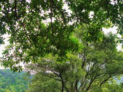 -姑婆山旅游区