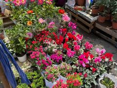 -哈尔滨道外花鸟鱼市场