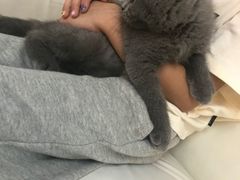 -lincat·猫舍(广州店)