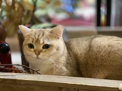 -咖法森林·咖啡  酒吧(天河店)