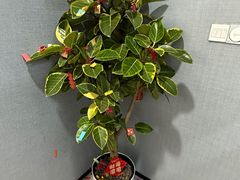 -羿庭(外滩华尔道夫酒店)