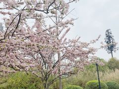 -成都南湖公园