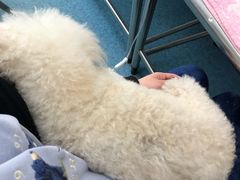 -北京赛佳动物医院