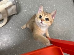 -伟伟宠物医院·瑞派猫友好医院·猫科(光谷店)