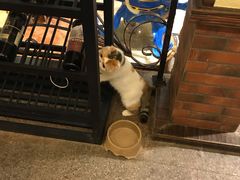 -more than meow吴止猫主题餐厅(承德 中船汇店)