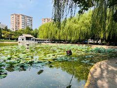 -团结湖公园