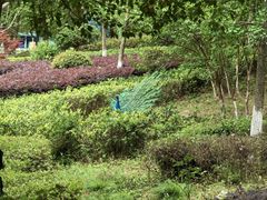 -安徽大青山野生动物世界