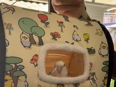 -爱侣宠医·鹦鹉专科·小型哺乳类·异宠专科(灵石路店)