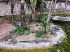 -深圳野生动物园