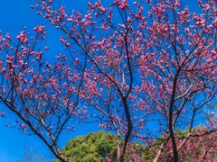 -金鸡湖桃花岛