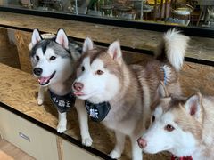 -Husky Go! 哈士奇体验馆·宠物咖啡厅狗咖