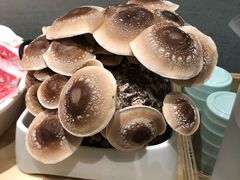 有机松香菇-鲜货俚鲜火锅(青果路店)
