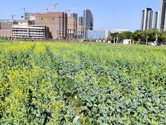 -光明小镇欢乐田园