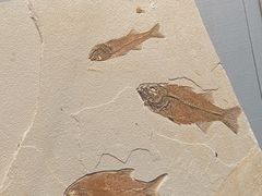 -湖南省地质博物馆