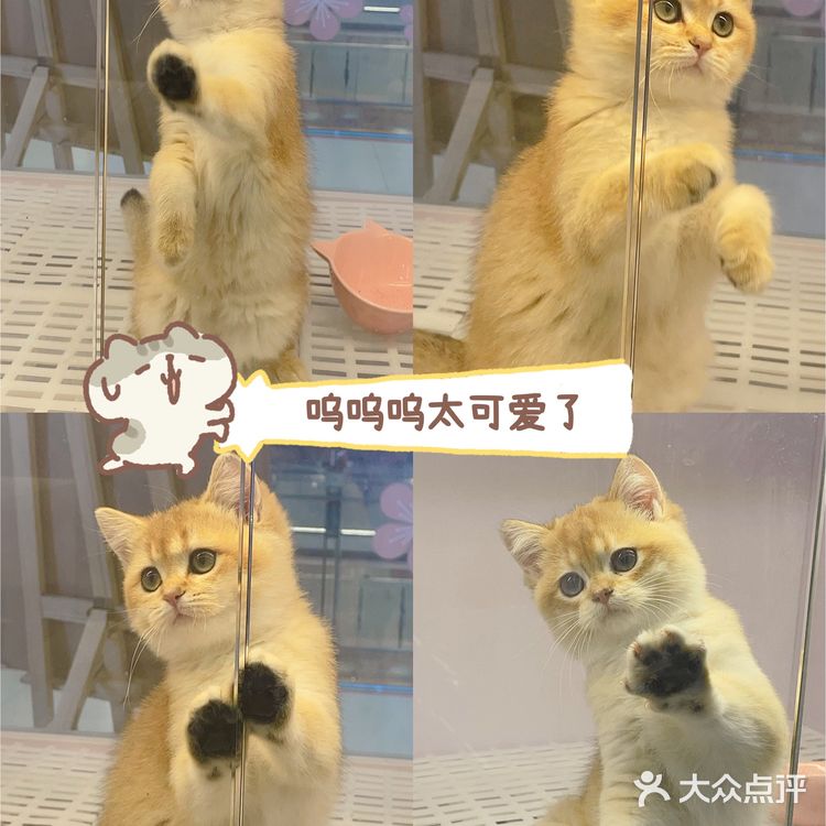 广州这里买猫最靠谱!ONLY CAT唯有猫名猫馆