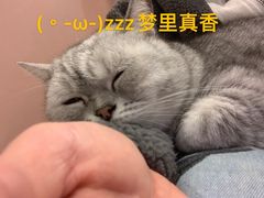-猫儿山۰猫主题餐厅