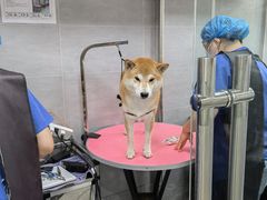 -宠福鑫康馨动物医院·骨科·眼科