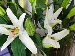 -沪花拾者(好再来花卉鲜花店)