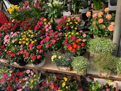 -秦美花卉(天朗·莱茵小城2期店)