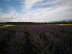 -富田农场