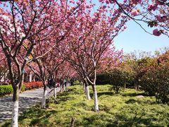 -高东镇樱花园