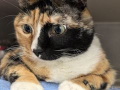 -伟伟宠物医院·CT影像中心·瑞派犬猫综合性门诊(汉口总院)