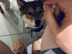 -柴务处·柴犬主题狗咖