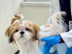 -美联众合动物医院·24h京西诊疗中心