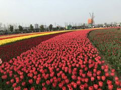 -荷兰花海