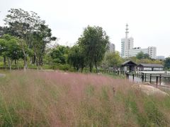 -映月湖公园