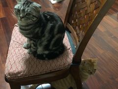 -北京观赏动物医院·24小时大型综合·猫专科·异宠专科