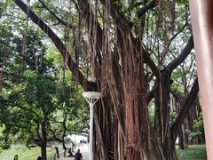 -荔湾湖公园