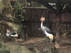 -清迈夜间动物园