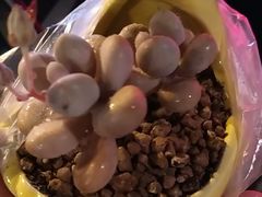 -好利来(抚顺万达店)