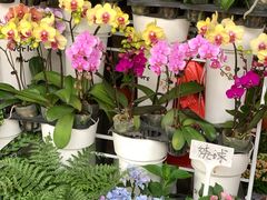 -溪岸路花鸟市场