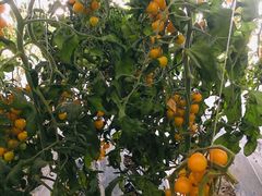 -杨柳青园艺科技博览园