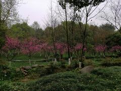 -重庆彩云湖湿地公园