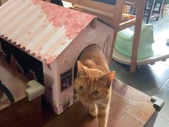 -必胜客(漕宝路店)