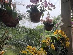 -中国科学院西双版纳热带植物园