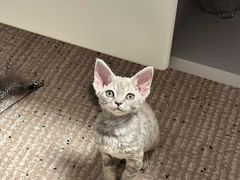 -艾贝尔宠物医院 ·内科全科(梁溪路店)