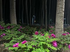 -仁和公园(顺义区)