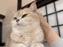 -逗柴咖啡屋·狗咖猫咖宠物桌游