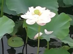 -焦岗湖旅游度假区