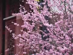 -青羊宫