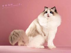 -青奢宠物·青奢猫舍