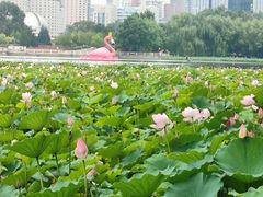 -莲花池公园