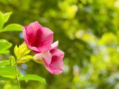 -莲花山公园