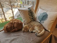 -猫和宫(六道口店)